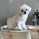 阿噗