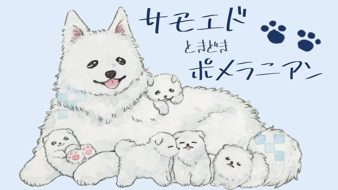 サモエドときどきポメラニアン background image