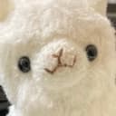 Alpaca