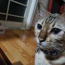 바보멍청이판다곰