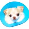 ちいず avatar icon
