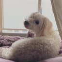 ちーず