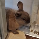 あずきぱんだ