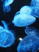 冬海涼